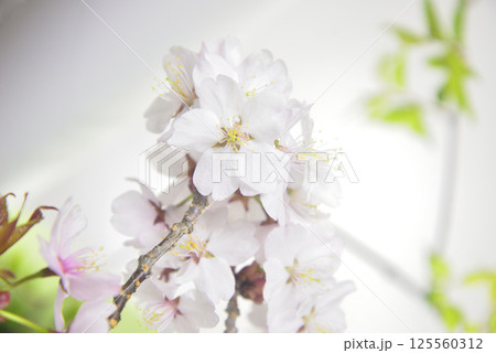 満開の桜のクローズアップ 125560312