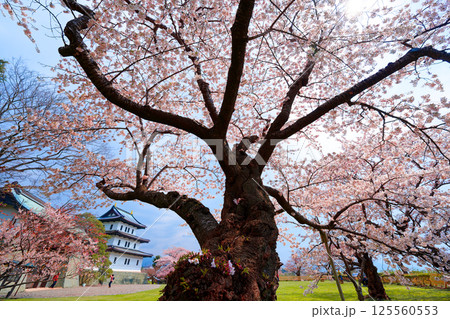 松前城の桜 125560553