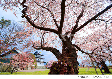 松前城の桜 125560558