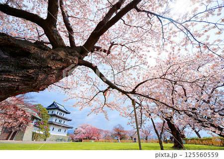 松前城の桜 125560559