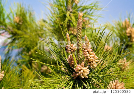 クロマツ 125560586