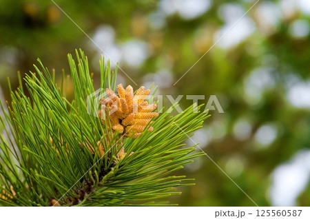 クロマツ 125560587