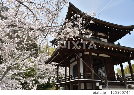 勧修寺　ソメイヨシノと観音堂(京都市山科区) 125560744