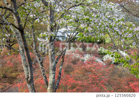 春の中之条ガーデンズ　ヤマザクラとヤマツツジの里 125560820