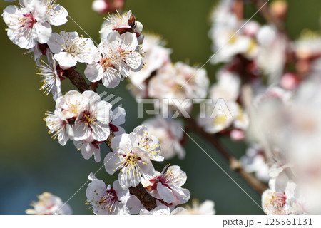 随心院　小野梅園の白梅(京都市山科区) 125561131