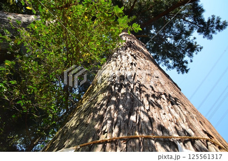 埼玉県寄居町風布の姥宮(とめみや)神社の御神木 埼玉県寄居町風布の姥宮(とめみや)神社の御神木 125561317