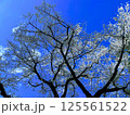青空に映える桜 125561522