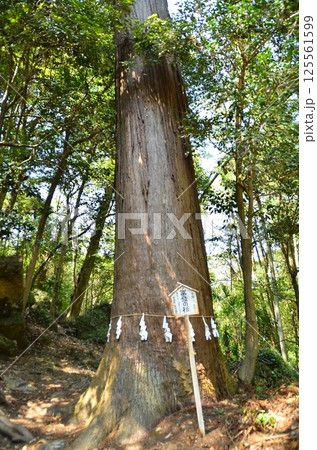 埼玉県寄居町風布の姥宮(とめみや)神社の御神木の富發(ふはつ)の杉 埼玉県寄居町風布の姥宮(とめみや)神社の御神木の富發(ふはつ)の杉 125561599