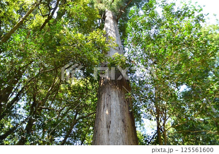埼玉県寄居町風布の姥宮(とめみや)神社の御神木の富發(ふはつ)の杉 埼玉県寄居町風布の姥宮(とめみや)神社の御神木の富發(ふはつ)の杉 125561600