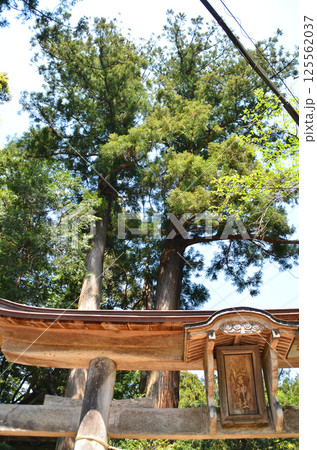 埼玉県寄居町風布の姥宮（とめみや）神社の鳥居 125562037