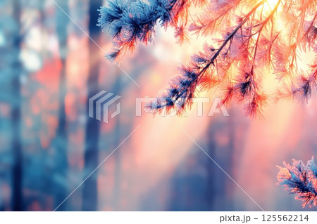 Sunlight filtering through frost covered branches creates a soft glow in winter woods Sunlight filtering through frost covered branches creates a soft glow in winter woods 125562214