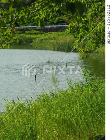 池田湖公園/Ikeda lake(長崎県大村市) 池田湖公園/Ikeda lake(長崎県大村市) 125562312
