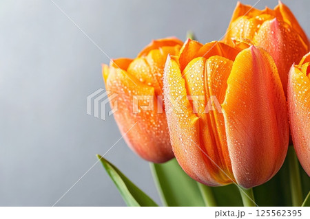 Vibrant orange tulip with water drops showcasing light refraction and natural beauty 125562395