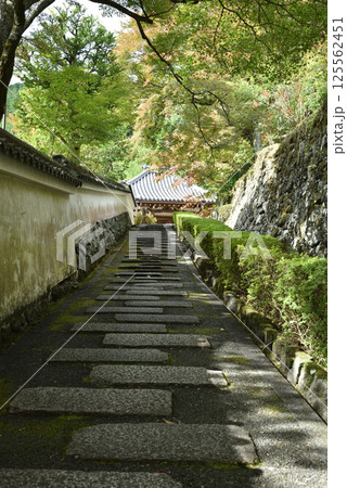 善峯寺　阿弥陀堂へ続く参道(京都市西京区) 125562451