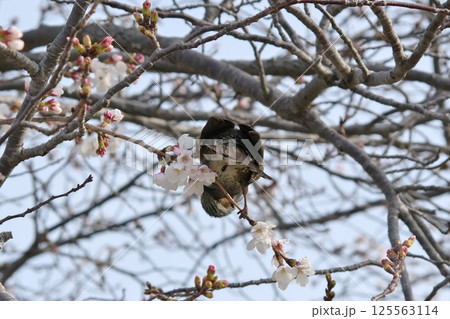 日本の春を彩るヒヨドリと桜 125563114