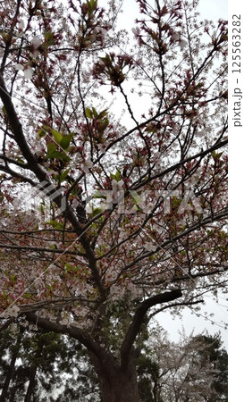 桜と新緑 桜と新緑 125563282