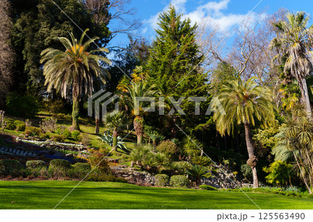 Vibrant garden with palm trees and lush greenery under blue sky Vibrant garden with palm trees and lush greenery under blue sky 125563490