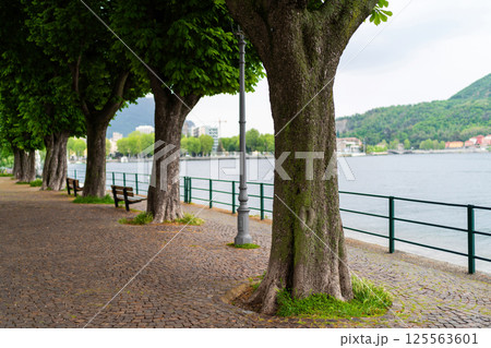 Tree-Lined Lakeside Promenade with Benches and Water View 125563601