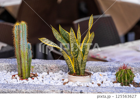 Potted cactus and snake plant in decorative stone bed 125563627