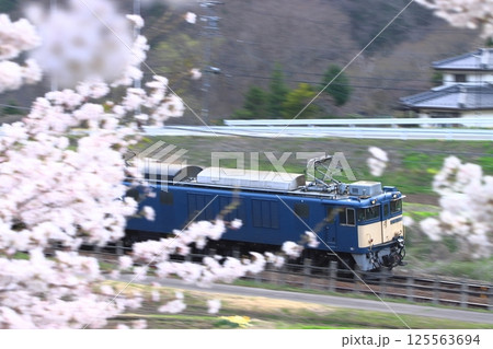 満開の桜の中を駆け抜けるEF64-1025号機牽引の貨物列車(81レ)_2025/4/19撮影 125563694