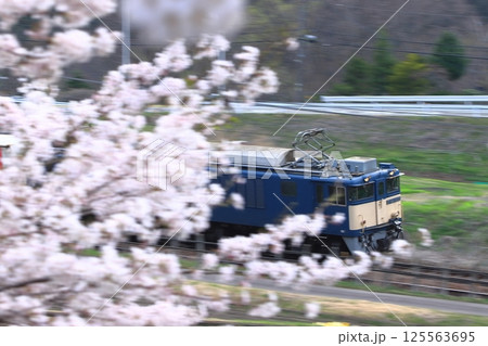 満開の桜の中を駆け抜けるEF64-1025号機牽引の貨物列車(81レ)_2025/4/19撮影 125563695