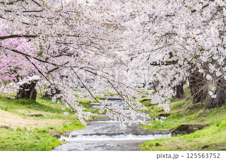 春の桜並木　満開の観音寺川の桜　福島県猪苗代町 125563752