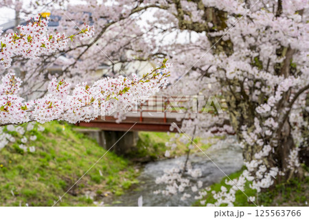 春の桜並木　満開の観音寺川の桜　福島県猪苗代町 125563766