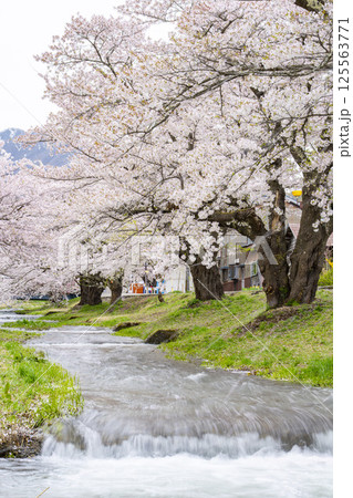 春の桜並木 満開の観音寺川の桜 福島県猪苗代町 春の桜並木 満開の観音寺川の桜 福島県猪苗代町 125563771