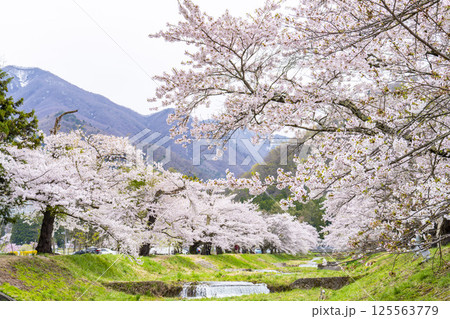 春の桜並木　満開の観音寺川の桜　福島県猪苗代町 125563779