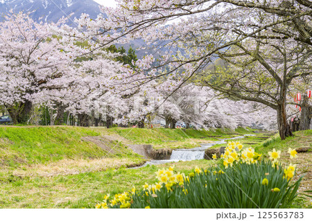 春の桜並木　満開の観音寺川の桜　福島県猪苗代町 125563783