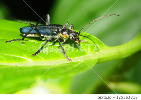 アオジョウカイ 125563815