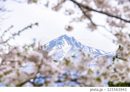 磐梯山と満開の観音寺川桜 福島県猪苗代町 磐梯山と満開の観音寺川桜 福島県猪苗代町 125563943