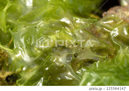 アナアオサ アナアオサ 125564147