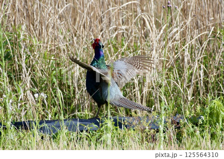 キジ pheasant / Japan 125564310