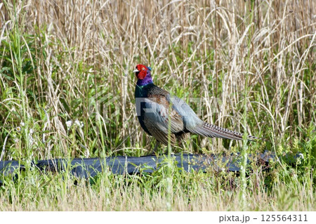 キジ pheasant / Japan 125564311