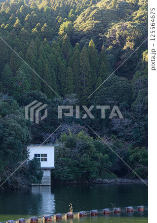 湖畔の森 大隅湖 鹿児島の風景 湖畔の森 大隅湖 鹿児島の風景 125564675