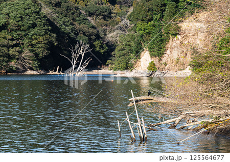 湖畔の森 大隅湖 鹿児島の風景 湖畔の森 大隅湖 鹿児島の風景 125564677