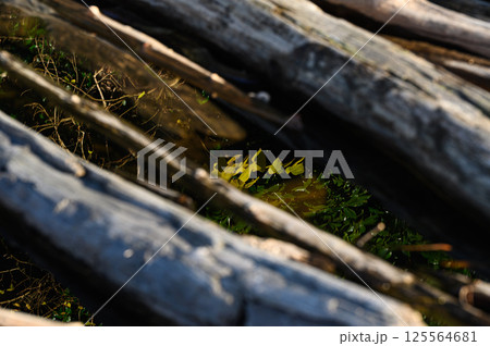 湖に浮かぶ流木 湖に浮かぶ流木 125564681