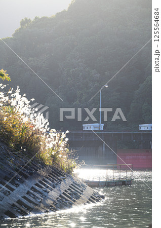 高隈ダムと湖畔のススキ　鹿児島の風景 125564684
