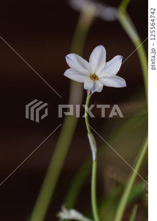 ハナニラ一輪 125564742