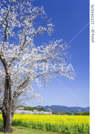 西都原古墳群の桜と菜の花 125564876