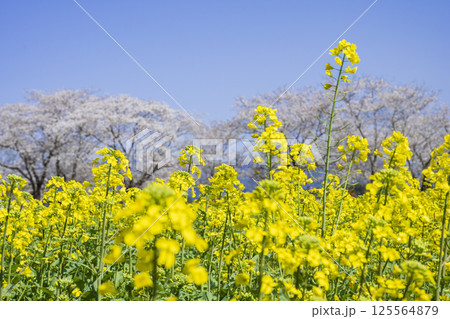 西都原古墳群の桜と菜の花 125564879