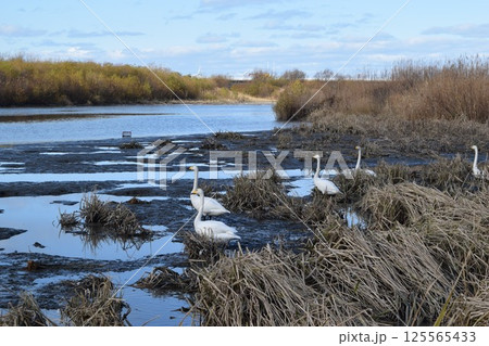 飛来してきた白鳥 山形県庄内 飛来してきた白鳥 山形県庄内 125565433