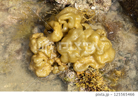 フクロノリ   125565466