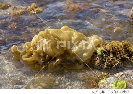 フクロノリ フクロノリ 125565468