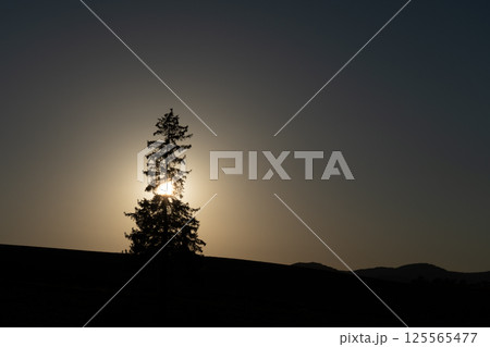 夕陽に照らされる木 夕陽に照らされる木 125565477