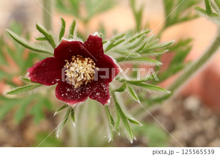 オキナグサの花 オキナグサの花 125565539