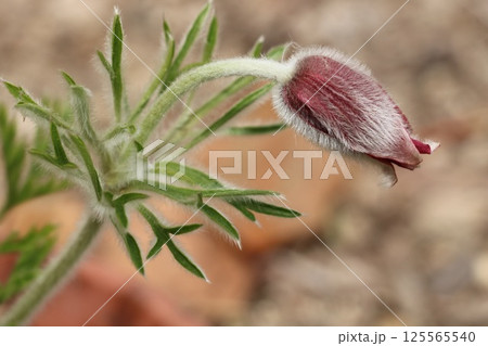 オキナグサの蕾 オキナグサの蕾 125565540
