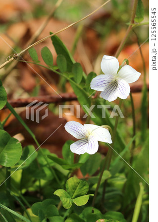アリアケスミレの花 アリアケスミレの花 125565545