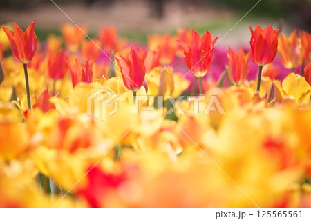 春の花壇チューリップ接写 125565561